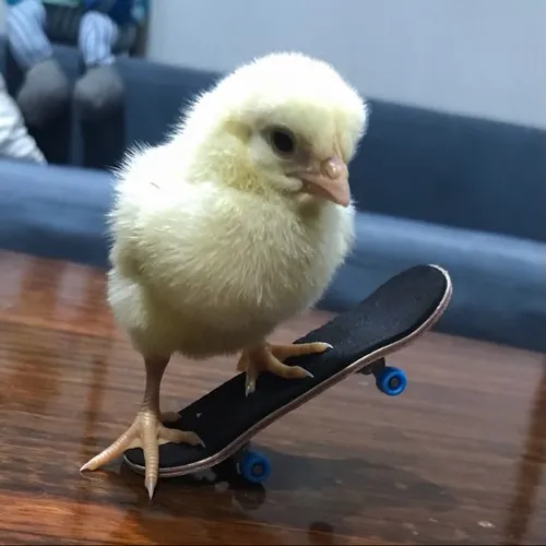 Meme hài con gà thể hiện ánh mắt láo liên cùng mào đỏ rực