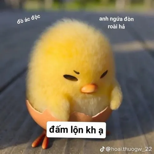 Meme gà bay loạn: Khoảnh khắc hỗn độn nhưng đáng yêu