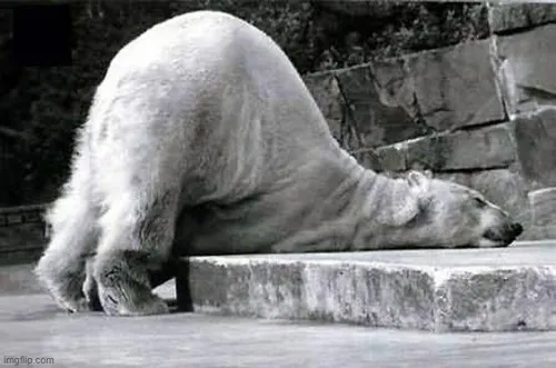 Ảnh vui gấu mũm mĩm nhấn mạnh giây phút rúc rích tinh nghịch