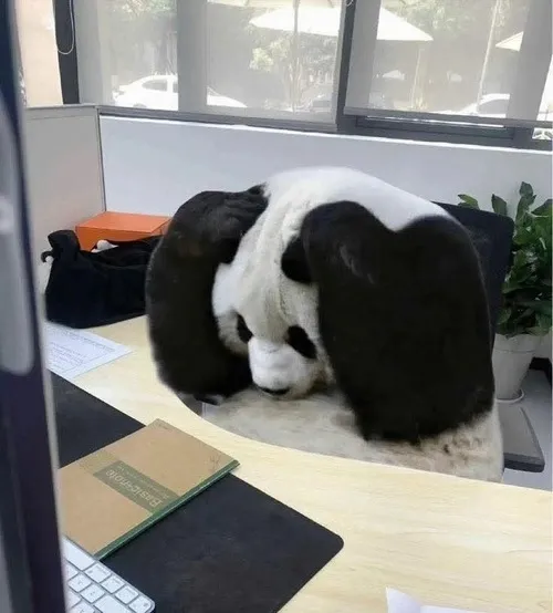 Hình hài gấu bự gợi cảm giác to khỏe mà vẫn dễ mến