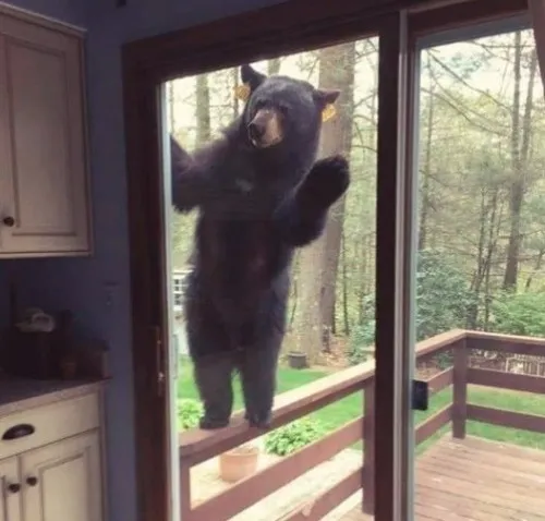 Ảnh troll gấu nâu thể hiện gấu đứng thẳng như đang nghĩ