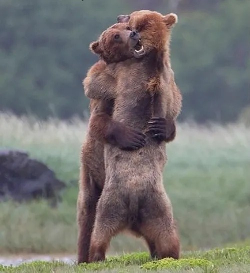 Hình chế meme vui gấu con đề cập bàn chân to giẫm đất