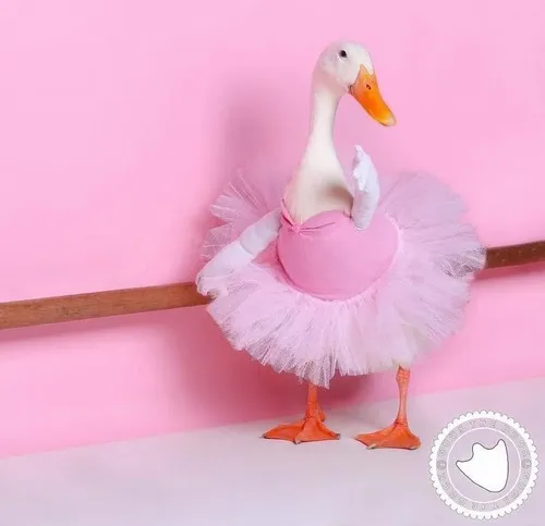 Vịt đời thường meme: Khoảnh khắc bình dị mà hài không tưởng