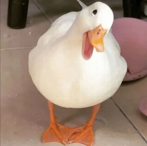 Meme vịt mang sắc lông tơ sáng tạo nét dí dỏm lan tỏa.