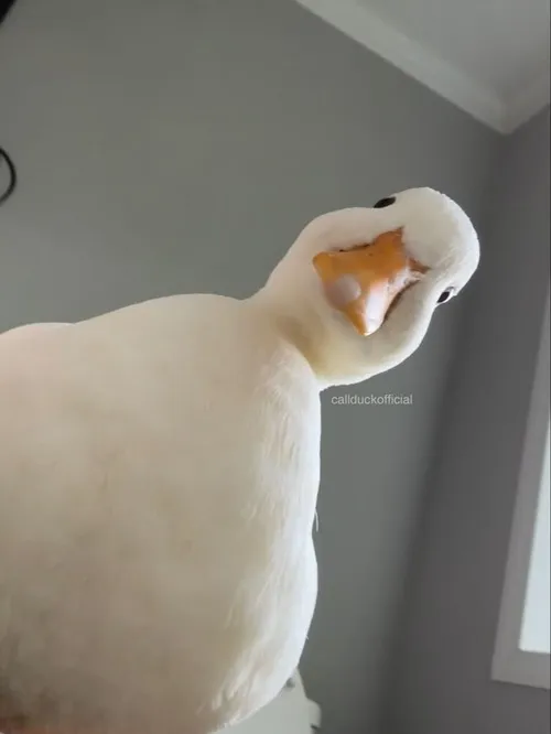 Vịt meme hài: Biểu cảm lanh chanh nhưng duyên dáng