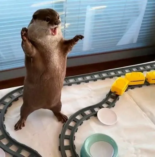 Ảnh vui thú nước nhỏ khắc họa lông mềm ánh nắng phủ