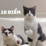 10 điểm tuyệt đối – meme khen bạn cực chất 10 điểm tuyệt đối – meme khen bạn cực chất