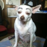 Chú chó buồn ngủ mở mắt không lên nổi Chú chó buồn ngủ mở mắt không lên nổi