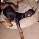 Chú chó ngủ không biết trời trăng gì nữa Chú chó ngủ không biết trời trăng gì nữa