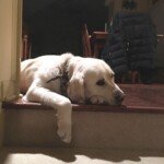 Chú chó nằm dài bên chăn ấm buồn bã Chú chó nằm dài bên chăn ấm buồn bã