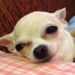 Một chú chó nằm im trên sàn nhà lạnh Một chú chó nằm im trên sàn nhà lạnh