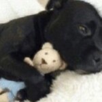 Chú chó ủ rũ bên bát cơm vơi dần Chú chó ủ rũ bên bát cơm vơi dần