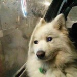 Một bé chó cúi mặt bên cửa sổ mưa Một bé chó cúi mặt bên cửa sổ mưa