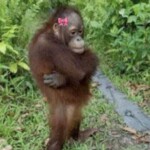 Chú khỉ giận dỗi buồn bã Chú khỉ giận dỗi buồn bã