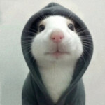 Chú chuột rất buồn Chú chuột rất buồn