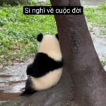 Gấu trúc buồn rũ rượi bên cây tre Gấu trúc buồn rũ rượi bên cây tre