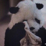 Gấu trúc buồn rớt nước mắt Gấu trúc buồn rớt nước mắt