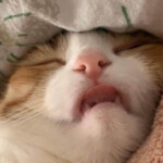 Meme mèo mơ màng bên gối nhỏ xinh Meme chó tựa đầu bên chăn ấm mềm