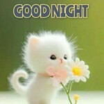 Meme mèo lim dim bên chăn mềm mịn Meme mèo lim dim bên chăn mềm mịn