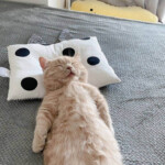 Chú mèo kê gối cao đầu nằm êm trên nệm Chú mèo kê gối cao đầu nằm êm trên nệm