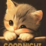 Meme mèo lim dim bên khung cửa tối Meme mèo lim dim bên khung cửa tối