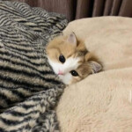 Meme mèo nằm say giấc bên gối hồng Meme mèo nằm say giấc bên gối hồng