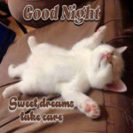 Meme mèo nằm thư giãn bên đệm ấm Meme chó rúc đầu bên tấm thảm cũ