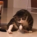 Boss mèo tự tin gật đầu vui nhộn Boss mèo tự tin gật đầu vui nhộn