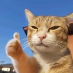 Mèo nghiêng đầu nhẹ nhàng bày tỏ sự ủng hộ Mèo nheo mắt mỉm cười tán thành tuyệt đối