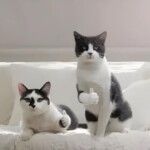 Mèo nghiêng đầu nhẹ nhàng bày tỏ sự ủng hộ Chú mèo vẫy tay với dáng điệu cực dễ cưng