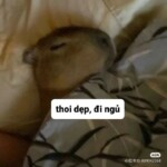 Meme Capybara nằm gọn bên giường trống trải Meme Capybara nằm gọn bên giường trống trải