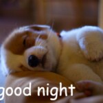 Meme chó nằm lặng yên bên ghế sofa Meme chó nằm lặng yên bên ghế sofa