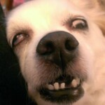 Chú chó quá buồn ngủ Chú chó quá buồn ngủ