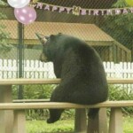 Một chú gấu nằm yên bên tảng đá lớn Một chú gấu nằm yên bên tảng đá lớn