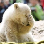 Gấu trắng buồn bã bên dòng suối lạnh Gấu trắng buồn bã bên dòng suối lạnh