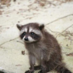 Chú gấu mèo với gương mặt buồn bã Chú gấu mèo với gương mặt buồn bã